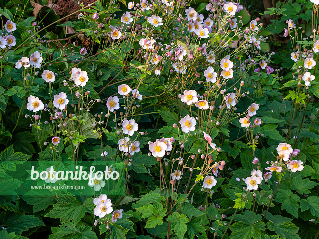 450075 - Japanese anemone (Anemone hupehensis var. japonica)