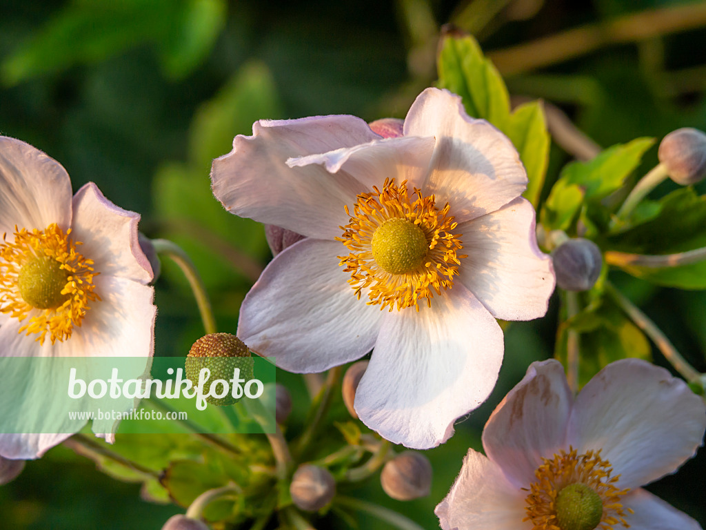 450076 - Japanese anemone (Anemone hupehensis var. japonica)