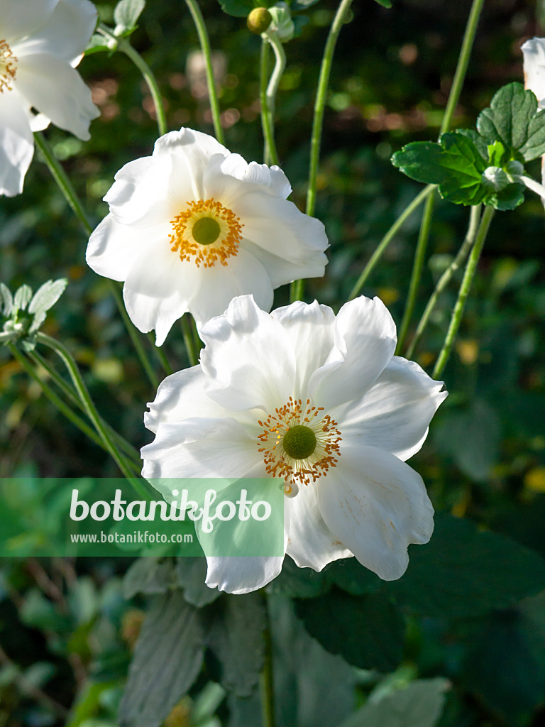 452208 - Japanese anemone (Anemone hupehensis var. japonica 'Elegans')