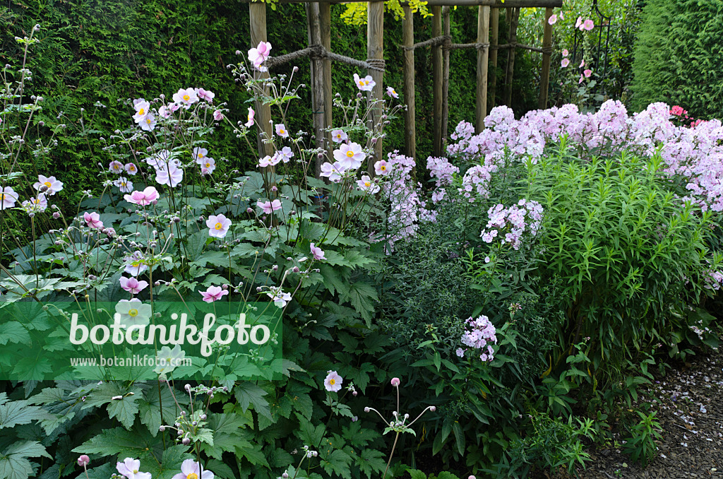 498307 - Japanese anemone (Anemone hupehensis var. japonica) and garden phlox (Phlox paniculata)