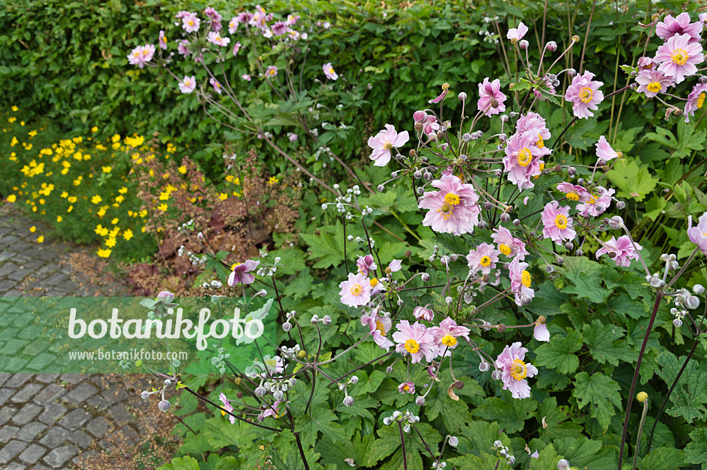 511200 - Japanese anemone (Anemone hupehensis var. japonica)