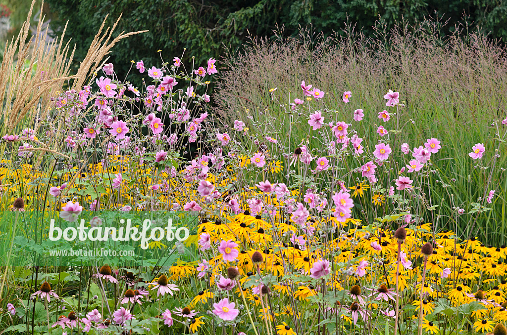 535031 - Japanese anemone (Anemone hupehensis var. japonica) and orange cone flower (Rudbeckia fulgida)