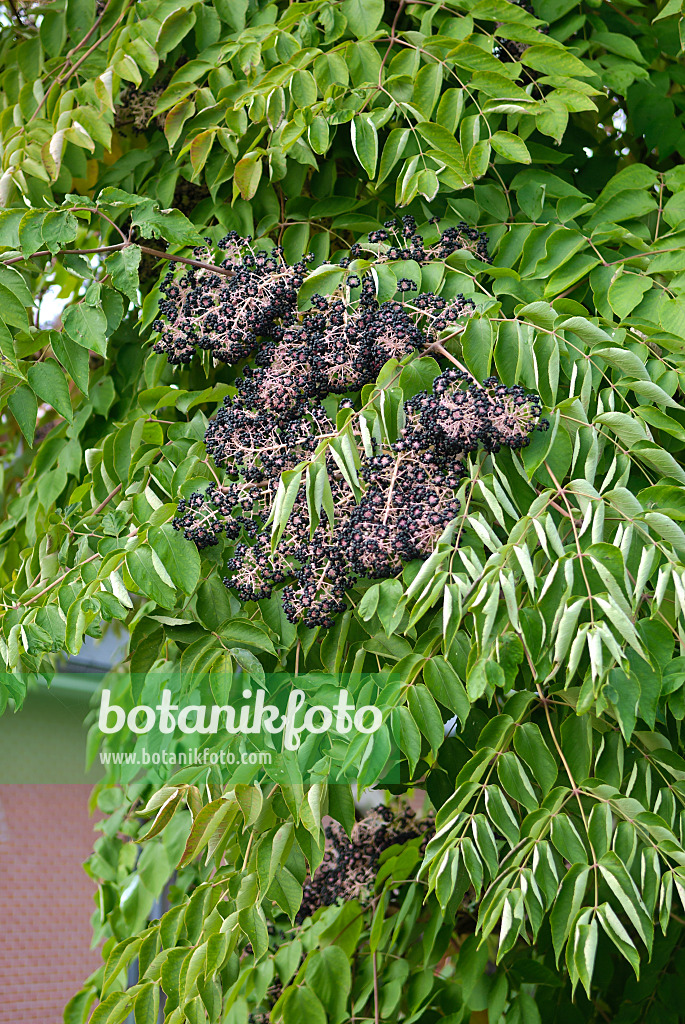 517143 - Japanese angelica tree (Aralia elata)