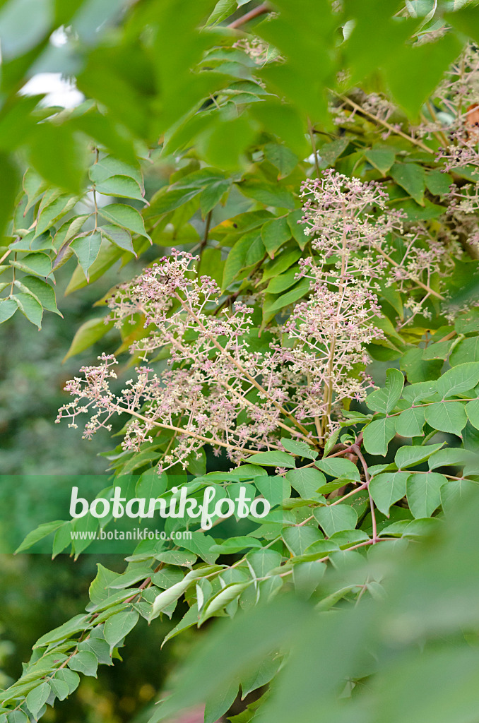 525034 - Japanese angelica tree (Aralia elata)