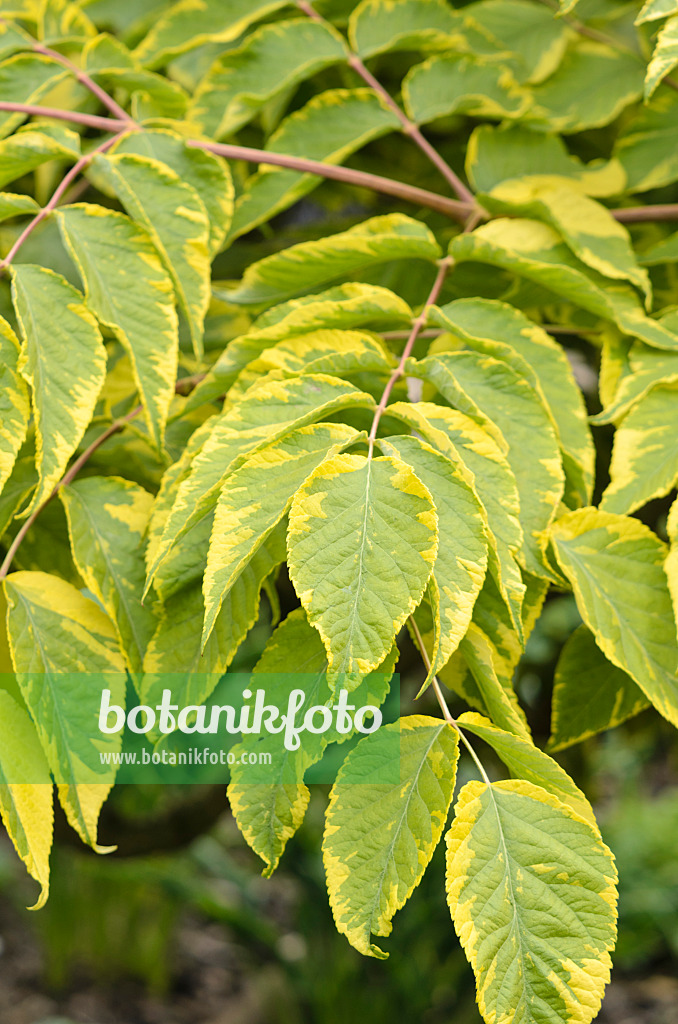 533313 - Japanese angelica tree (Aralia elata 'Aureovariegata')