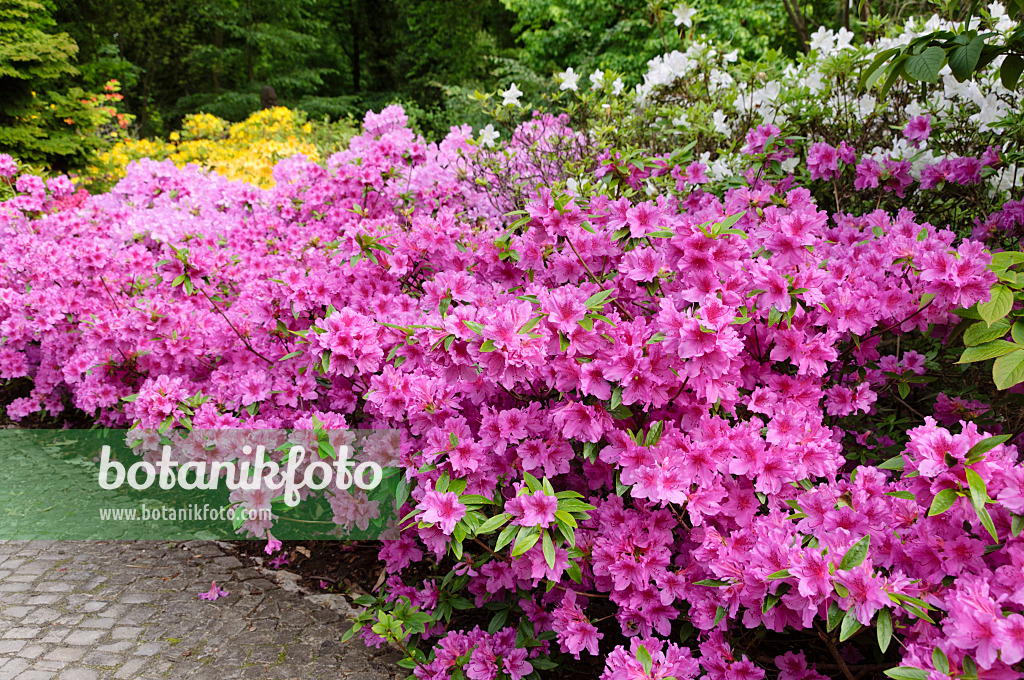 484256 - Japanese azalea (Rhododendron x obtusum)