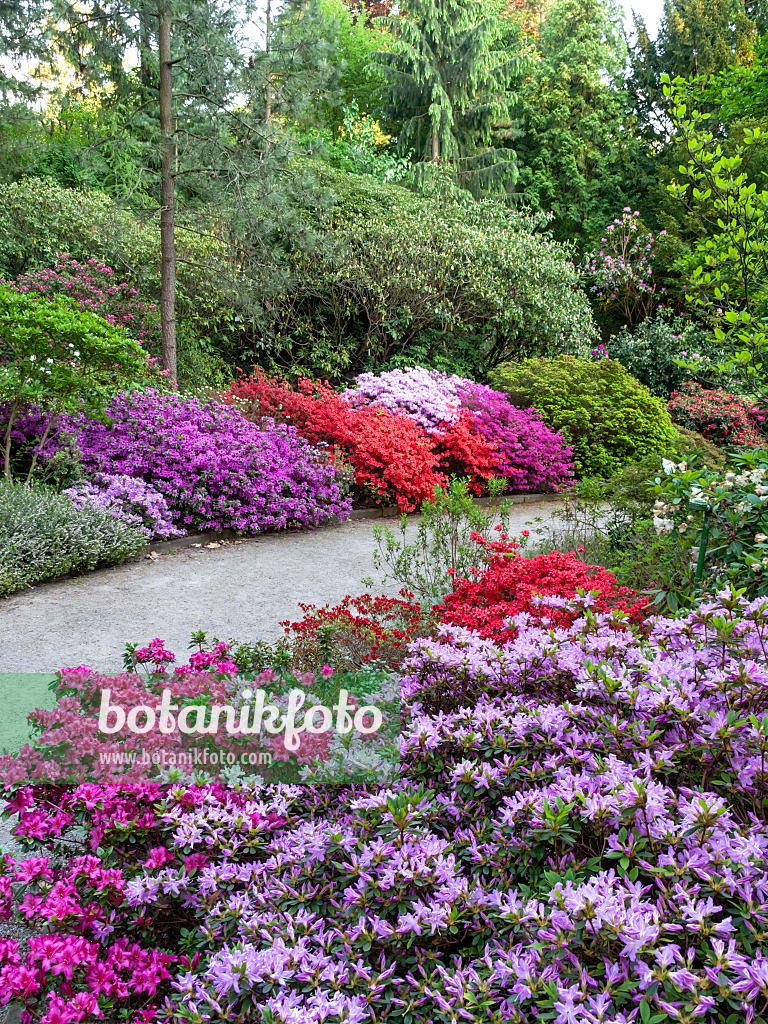 460094 - Japanese azalea (Rhododendron x obtusum 'Beethoven'), Kaempfer azalea (Rhododendron kaempferi 'Orange Beauty') and Japanese azalea (Rhododendron x obtusum 'Amoenum')