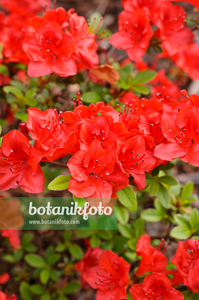 484257 - Japanese azalea (Rhododendron x obtusum 'Hino-Crimson')