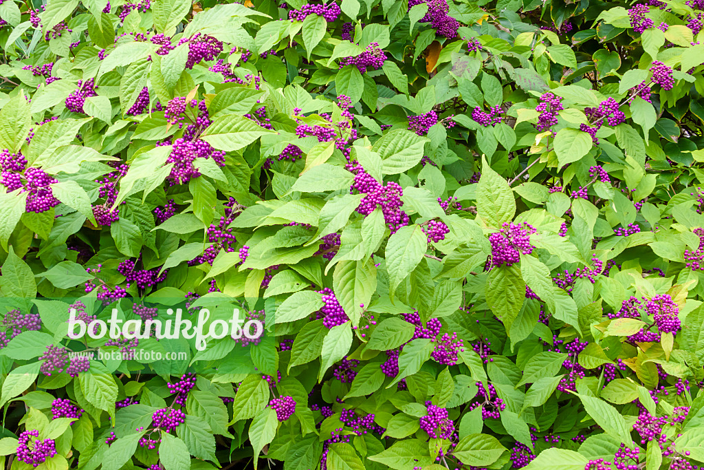 453014 - Japanese beautyberry (Callicarpa japonica)