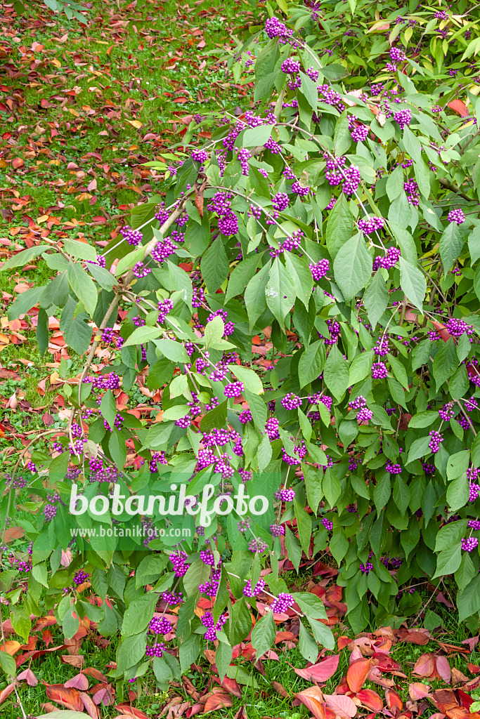 453061 - Japanese beautyberry (Callicarpa japonica)