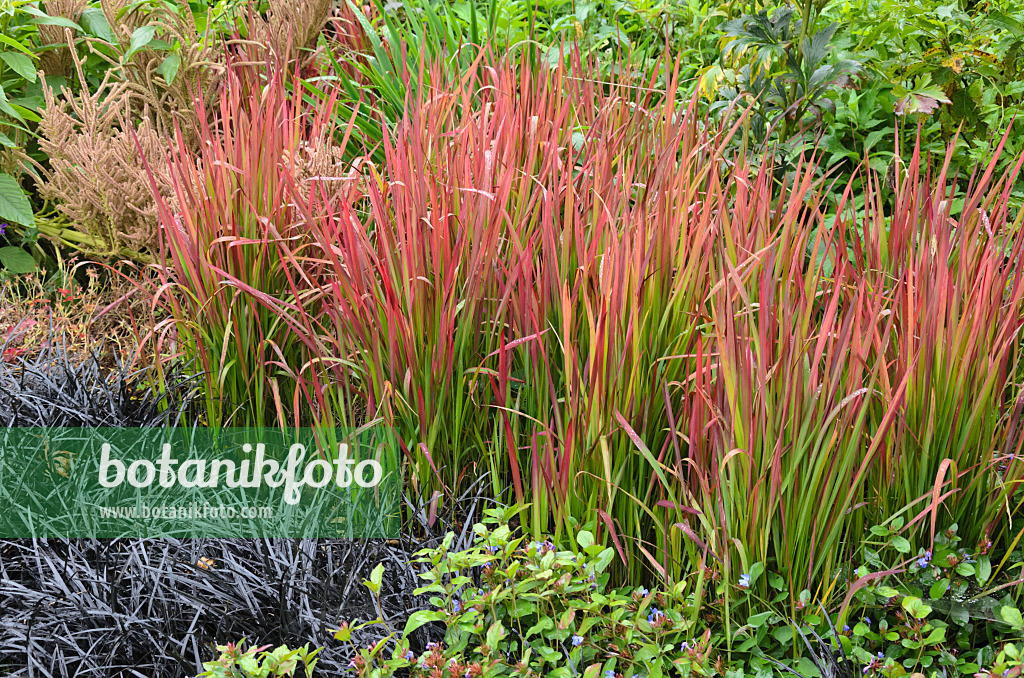 549071 - Japanese blood grass (Imperata cylindrica 'Red Baron' syn. Imperata cylindrica 'Rubra') and black mondo (Ophiopogon planiscapus 'Nigrescens')