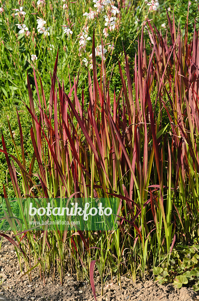 571017 - Japanese blood grass (Imperata cylindrica 'Red Baron' syn. Imperata cylindrica 'Rubra')