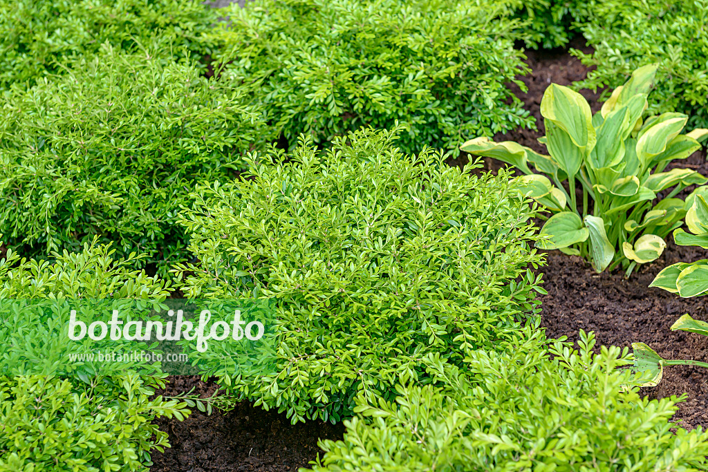 607021 - Japanese boxwood (Buxus microphylla 'Herrenhausen')