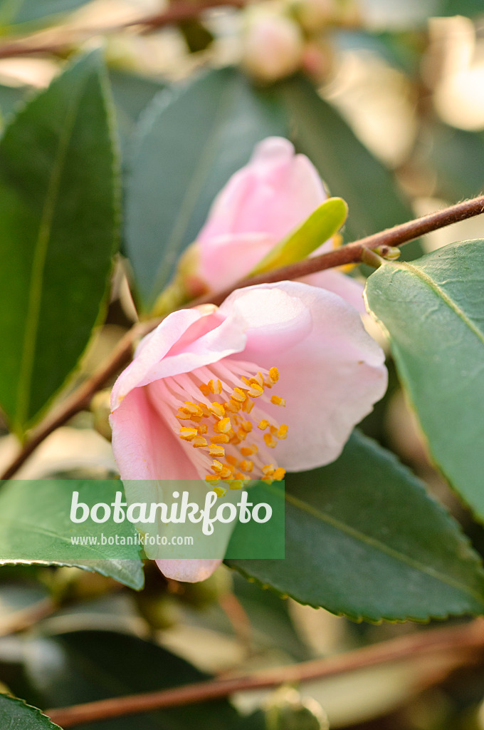 480013 - Japanese camellia (Camellia japonica 'Duftglöckchen')