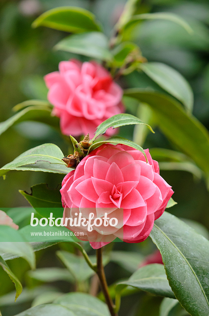 531158 - Japanese camellia (Camellia japonica 'Tsugawashibori')