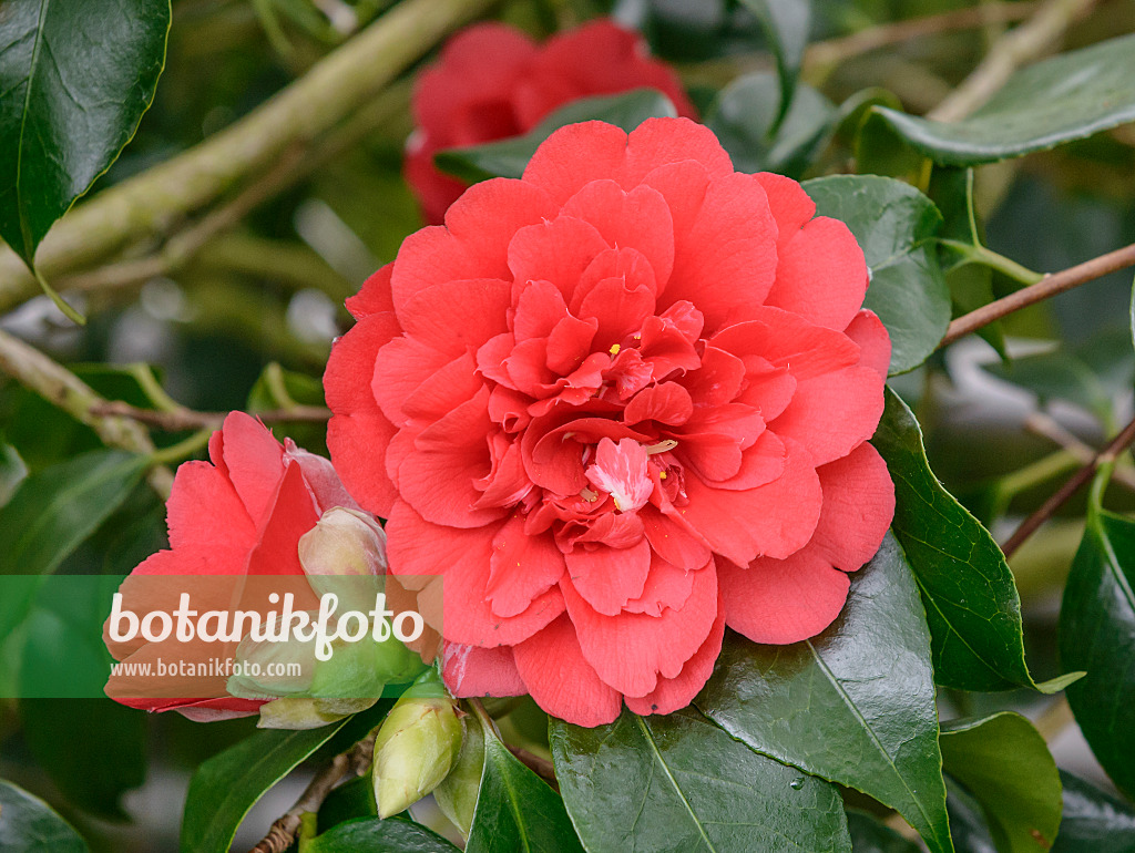 558043 - Japanese camellia (Camellia japonica 'Althaeiflora')