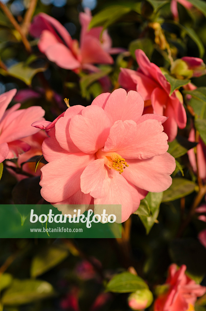 493009 - Japanese camellia (Camellia japonica 'Barbara Clark')