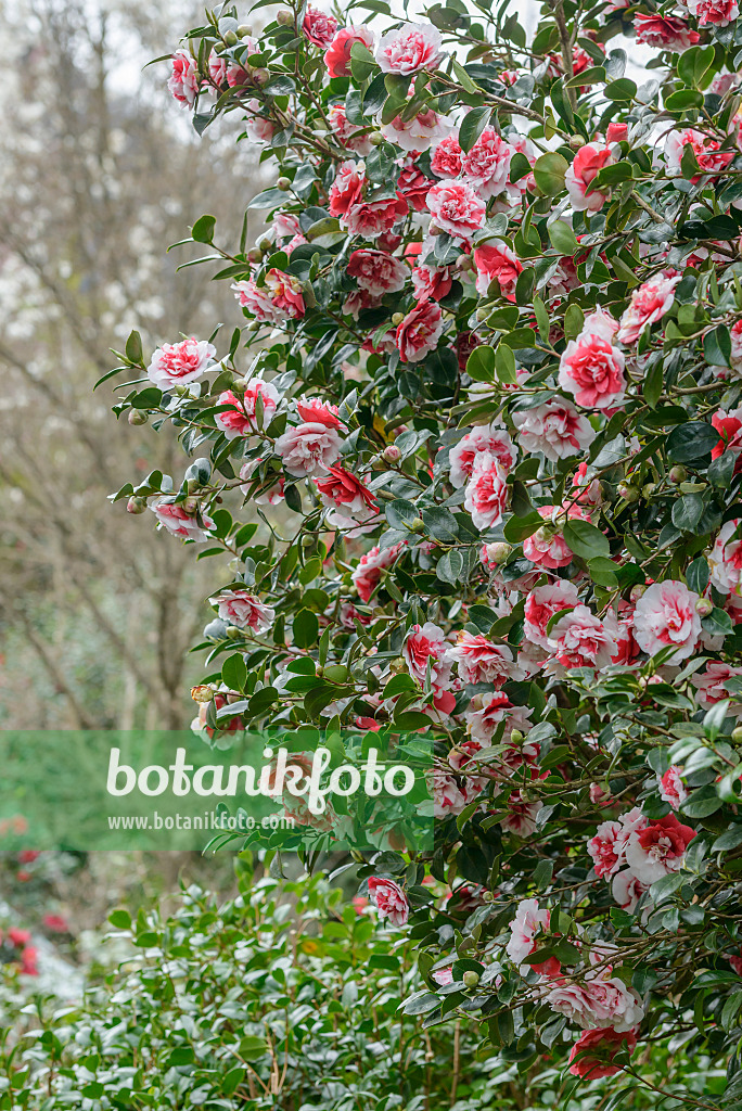 558047 - Japanese camellia (Camellia japonica 'Collettii')