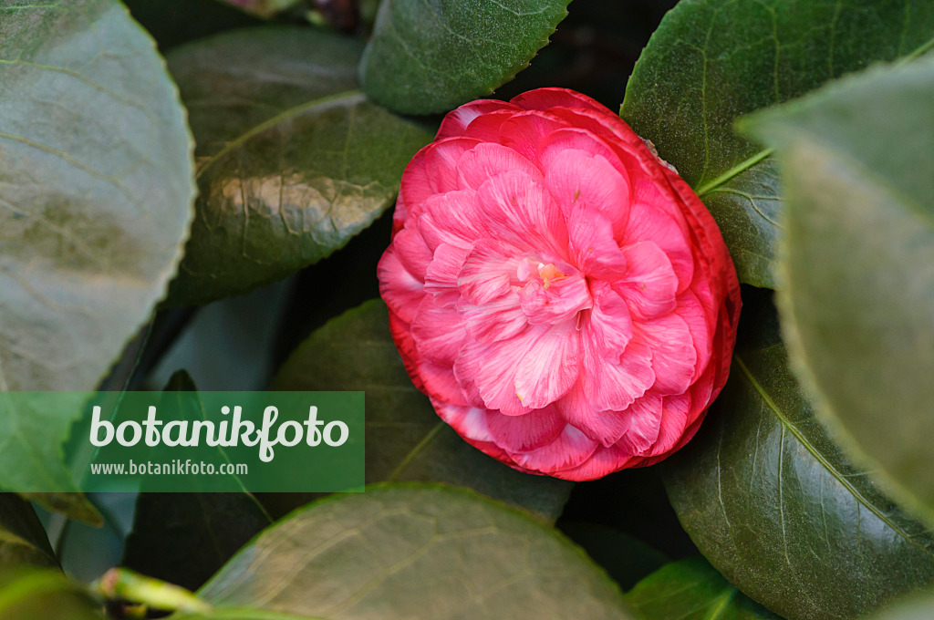 480014 - Japanese camellia (Camellia japonica 'Gloire de Nantes')