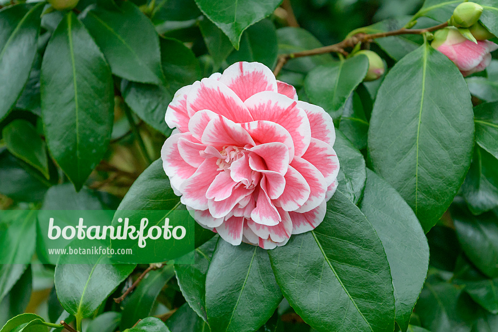 558052 - Japanese camellia (Camellia japonica 'Herme')