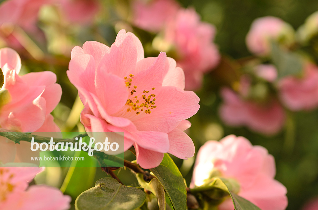 493042 - Japanese camellia (Camellia japonica 'Little Lavender')