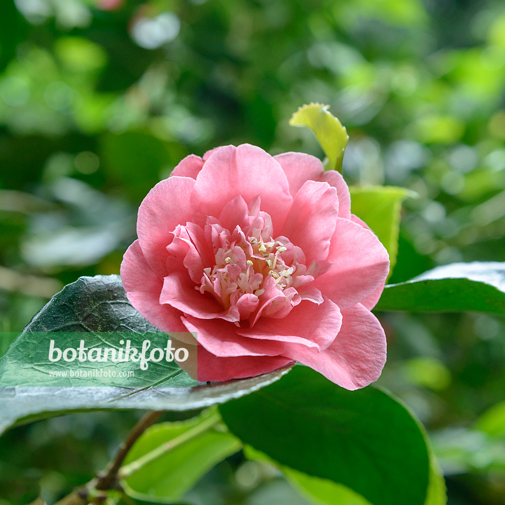 547099 - Japanese camellia (Camellia japonica 'R.L. Wheeler')