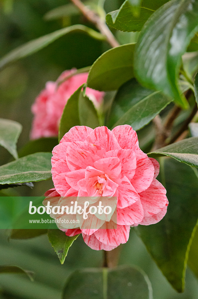 531159 - Japanese camellia (Camellia japonica 'Roma Risorta')