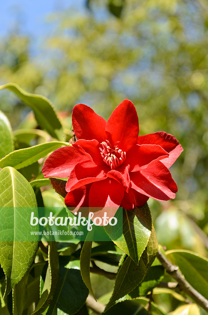 508409 - Japanese camellia (Camellia japonica 'Royal Velvet')