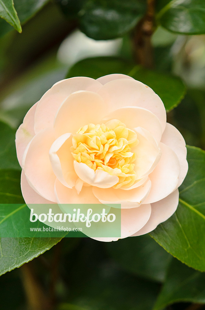 553084 - Japanese camellia (Camellia japonica subsp. rusticana 'Botanyuki')