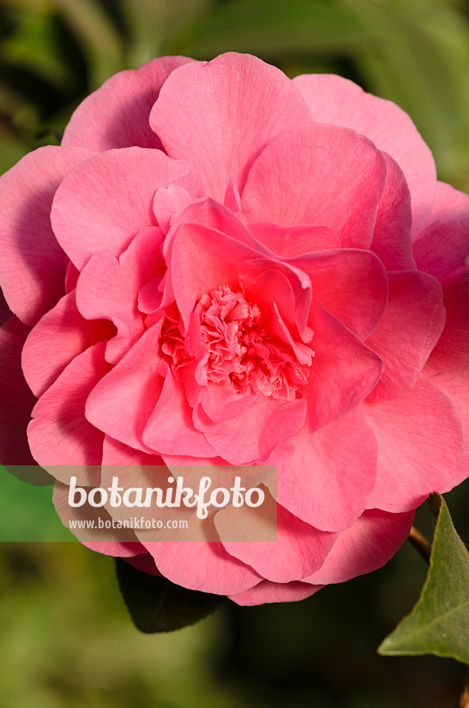 518136 - Japanese camellia (Camellia japonica 'Scentsation')