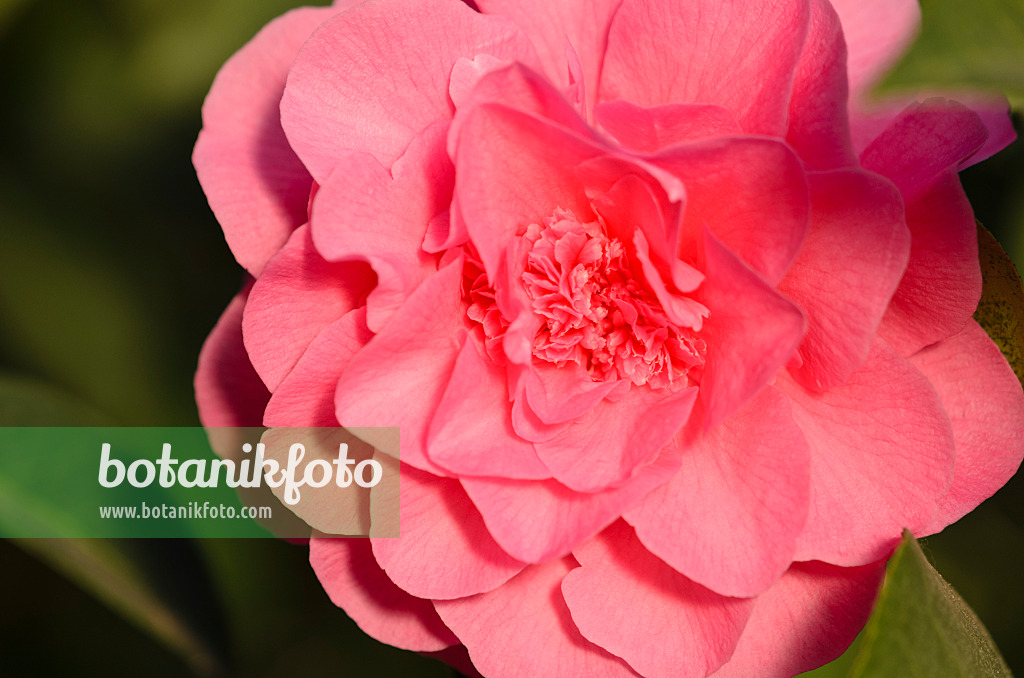 518138 - Japanese camellia (Camellia japonica 'Scentsation')