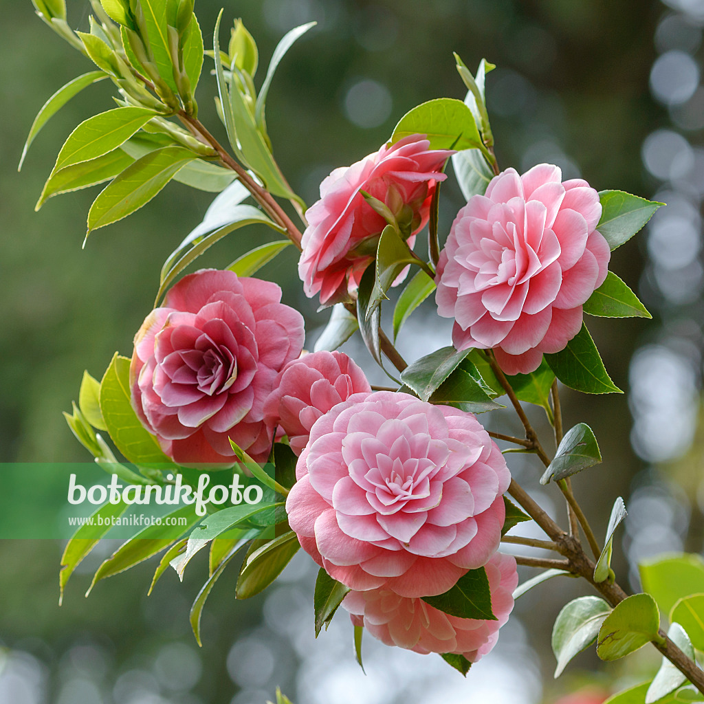 558056 - Japanese camellia (Camellia japonica 'Tahiti')