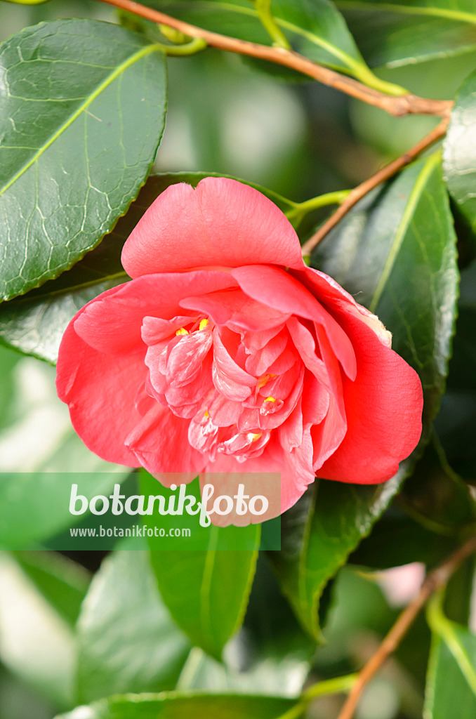 553080 - Japanese camellia (Camellia japonica 'Tama-Ariake')