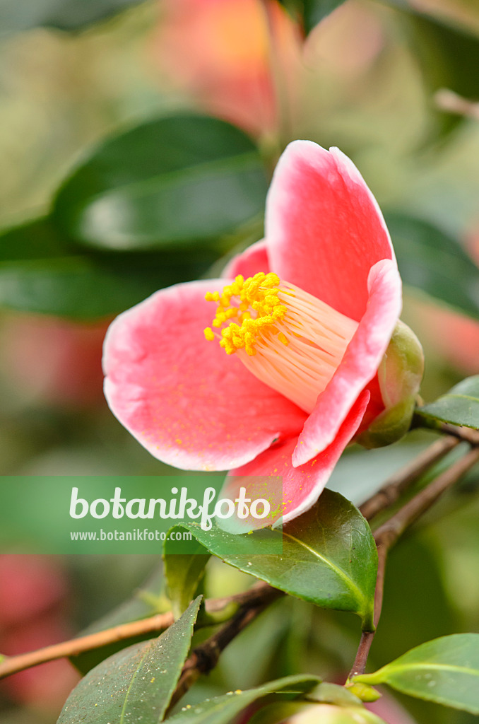 553078 - Japanese camellia (Camellia japonica 'Tama-No-Ura')