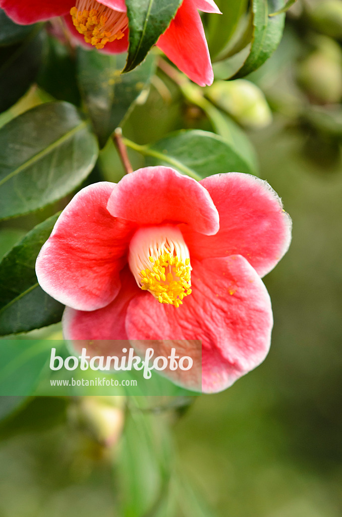 553079 - Japanese camellia (Camellia japonica 'Tama-No-Ura')