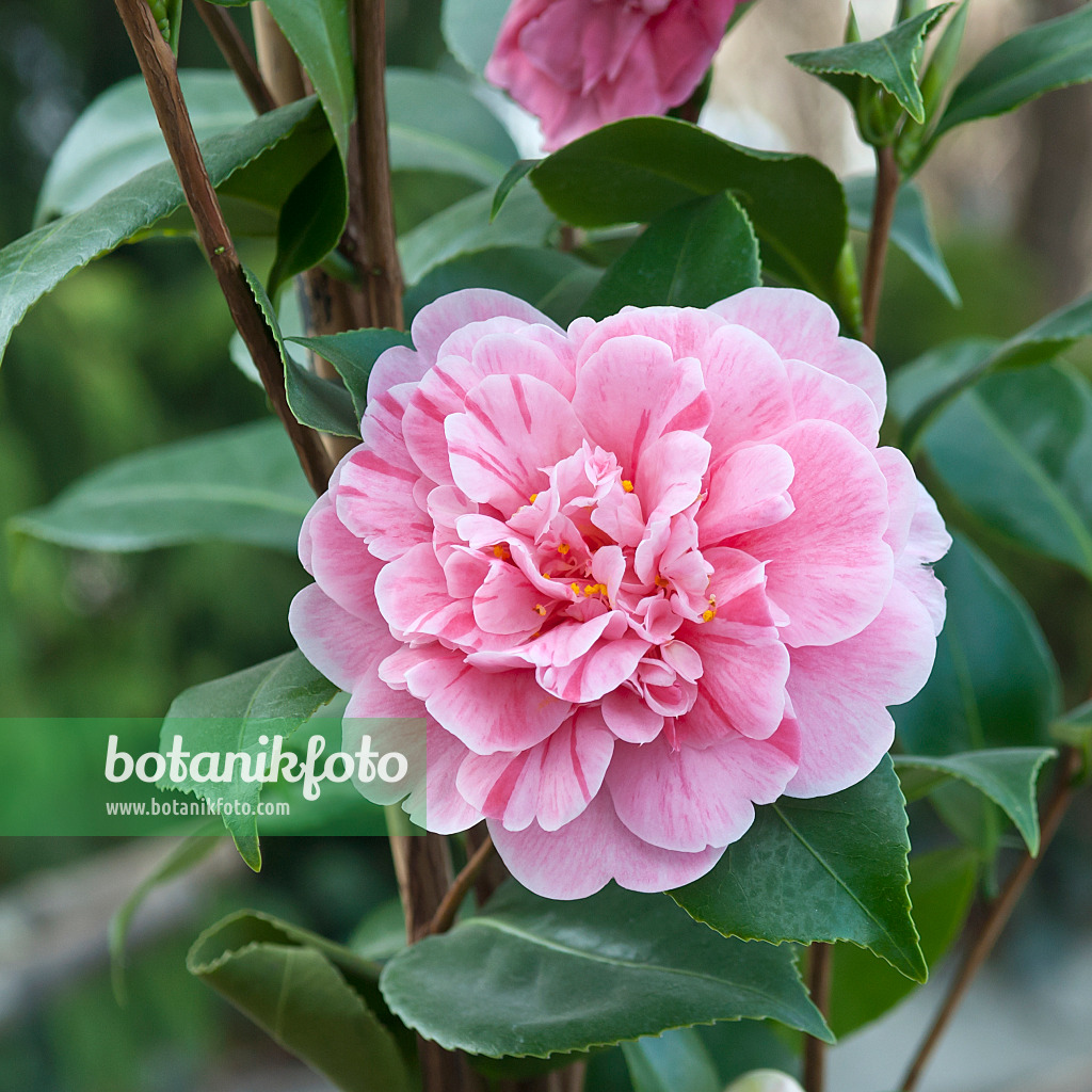 517151 - Japanese camellia (Camellia japonica 'Tricolor')