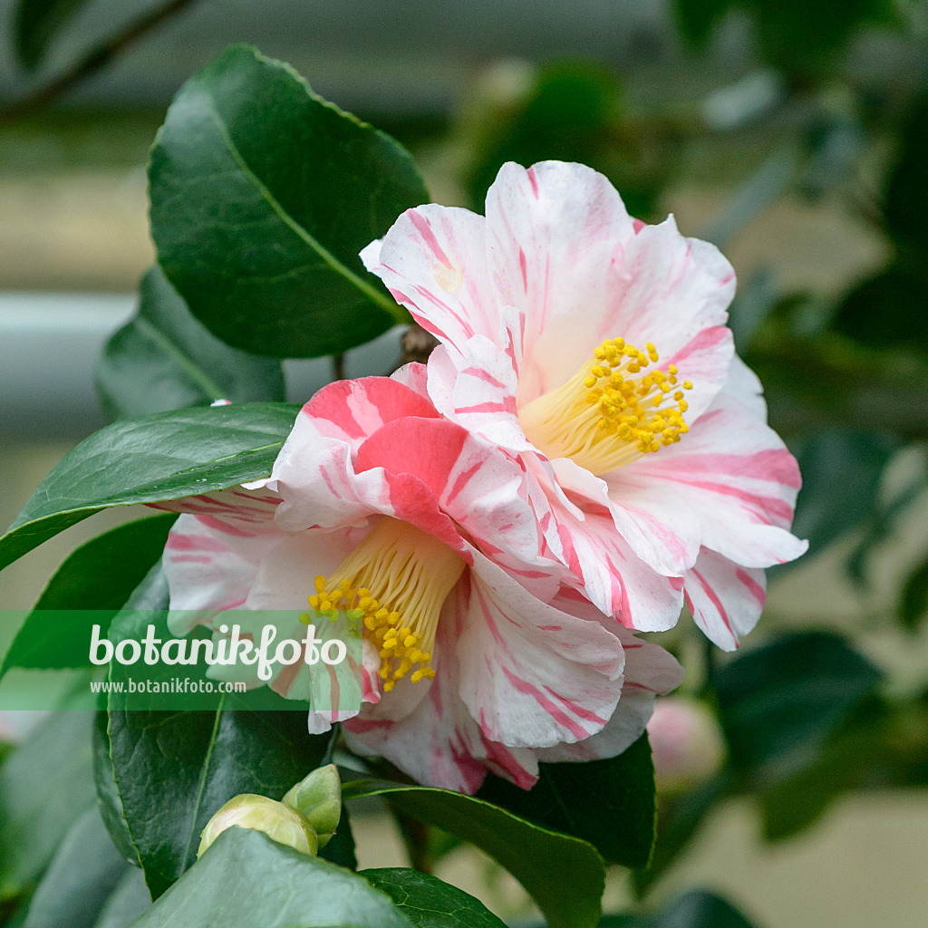 558058 - Japanese camellia (Camellia japonica 'Tricolor')