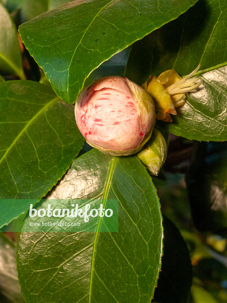 408005 - Japanese camellia (Camellia japonica 'Victoria Antwerpensis')