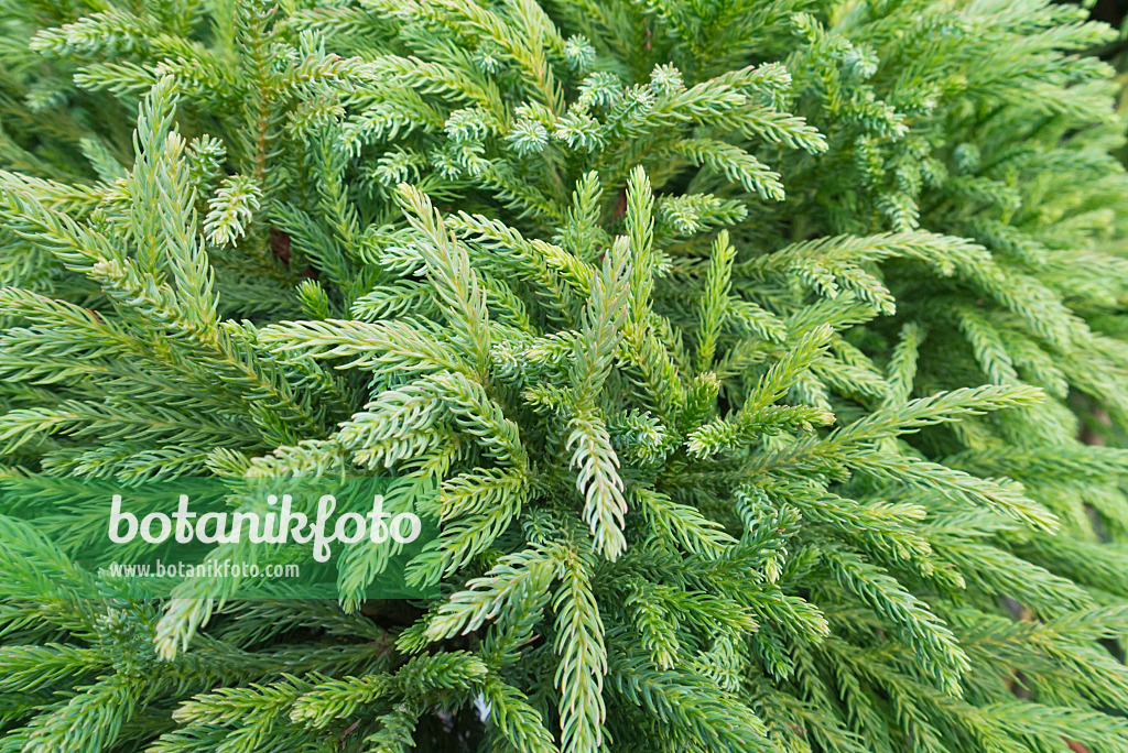 541003 - Japanese cedar (Cryptomeria japonica 'Globosa Nana')