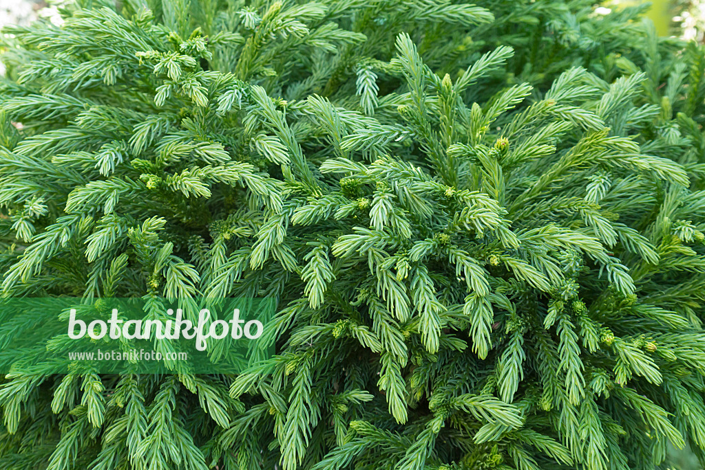 542001 - Japanese cedar (Cryptomeria japonica 'Globosa Nana')