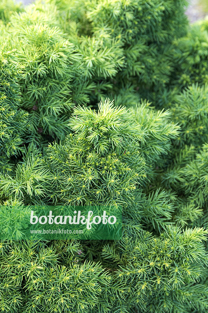 638074 - Japanese cedar (Cryptomeria japonica 'Monstrosa')