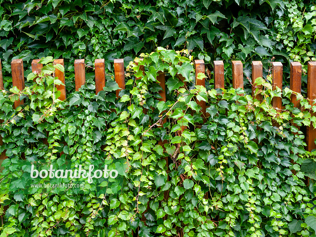 463051 - Japanese creeper (Parthenocissus tricuspidata)