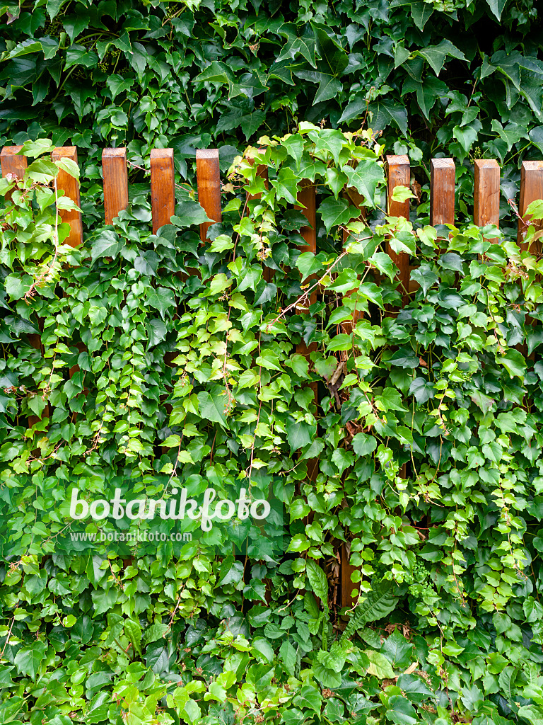 463052 - Japanese creeper (Parthenocissus tricuspidata)