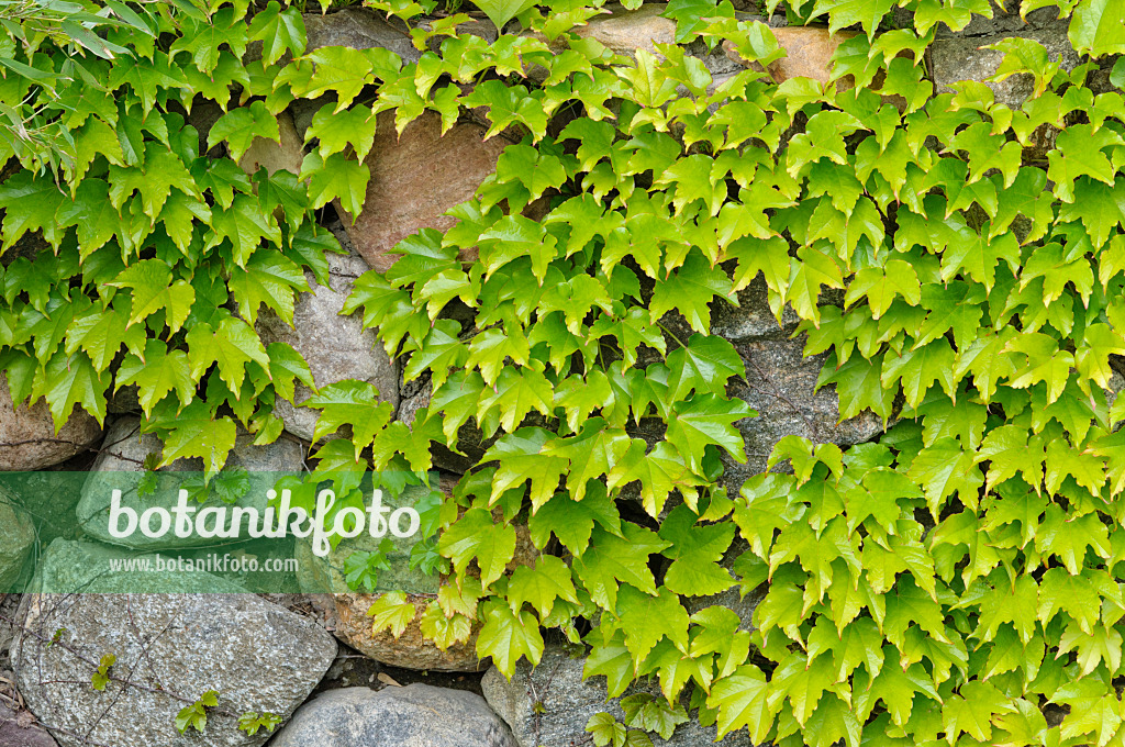 472391 - Japanese creeper (Parthenocissus tricuspidata)