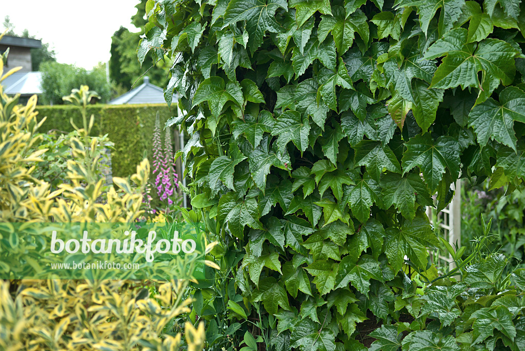 517135 - Japanese creeper (Parthenocissus tricuspidata 'Green Spring')