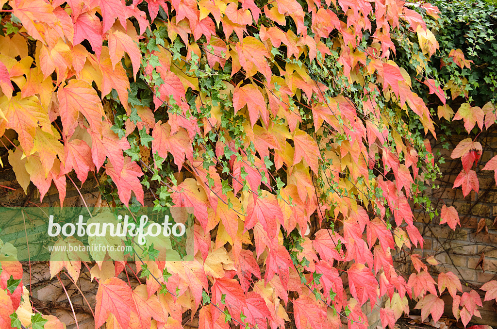 525190 - Japanese creeper (Parthenocissus tricuspidata) and common ivy (Hedera helix)