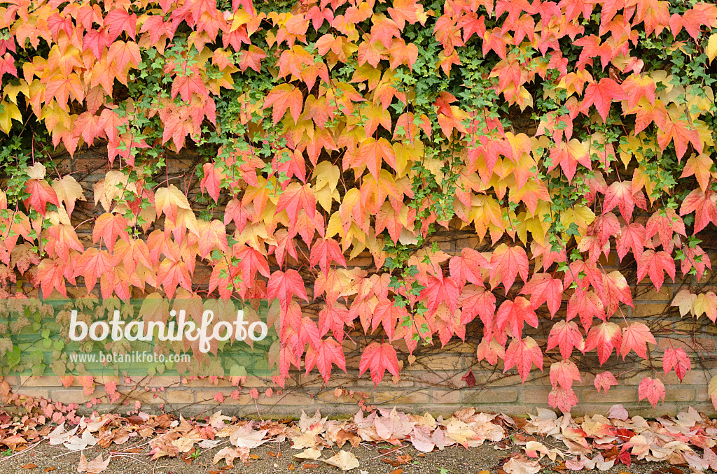 525191 - Japanese creeper (Parthenocissus tricuspidata) and common ivy (Hedera helix)