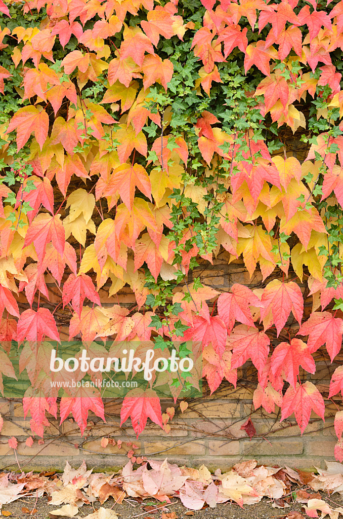 525192 - Japanese creeper (Parthenocissus tricuspidata) and common ivy (Hedera helix)