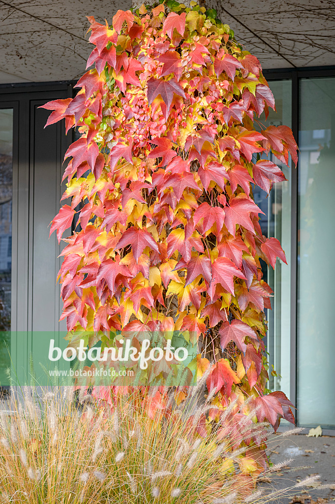 593151 - Japanese creeper (Parthenocissus tricuspidata 'Veitchii')