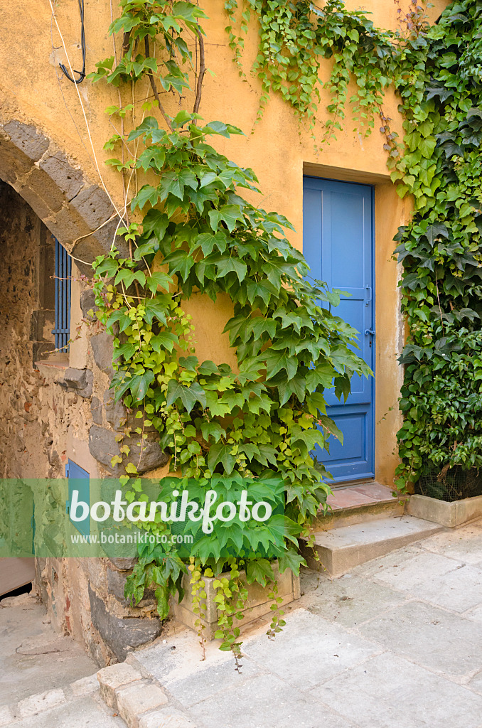 569053 - Japanese creeper (Parthenocissus tricuspidata) at an old town house, Grimaud, France